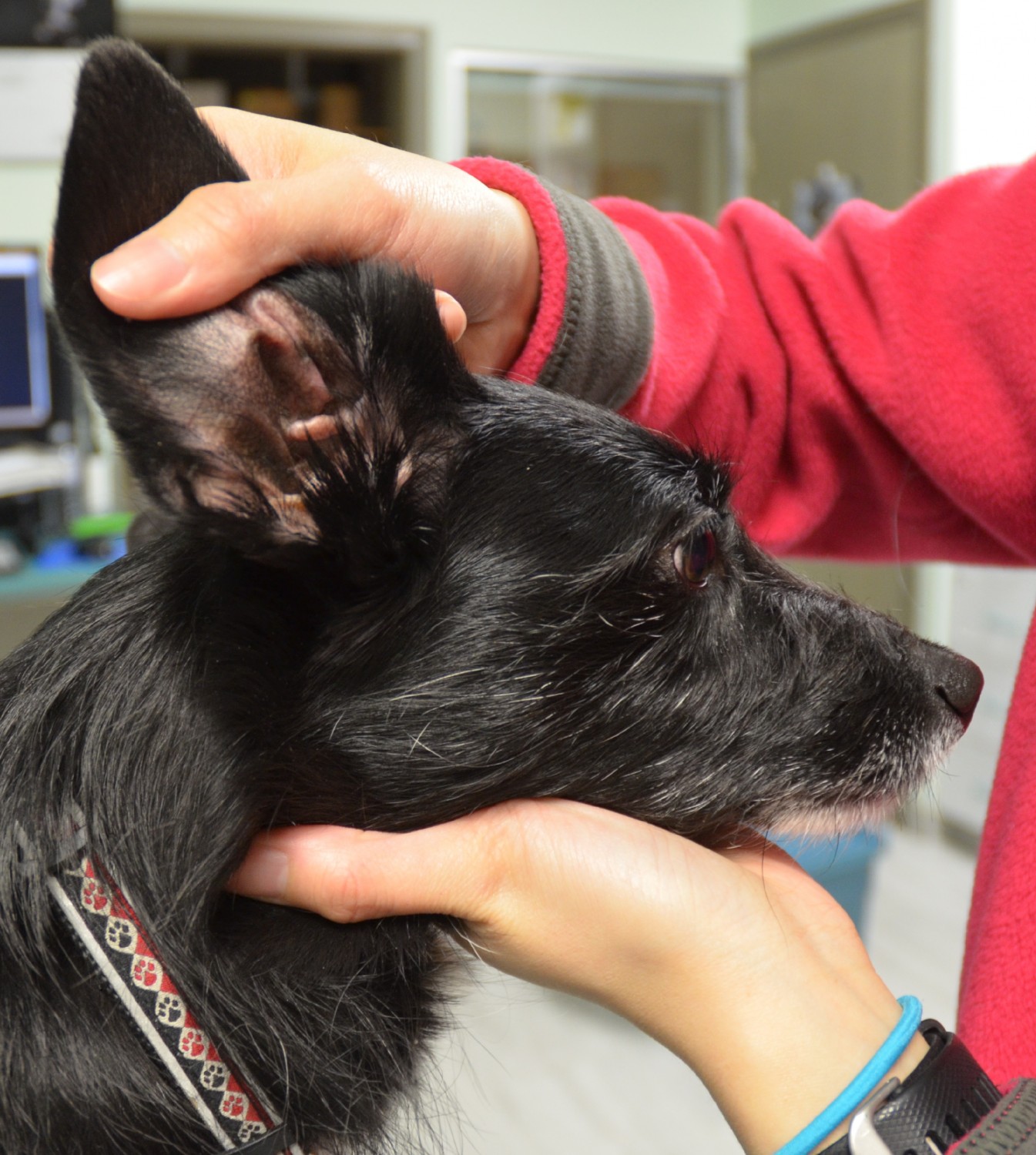 Vet dog hot sale ear cleaning